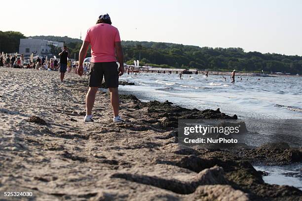 Sopot, Poland 17th, July, 2014 Due to the high temperature and flauta at sea, on the Sopot's Baltic Sea beach blue-green cyanobacteria algae bloomed....