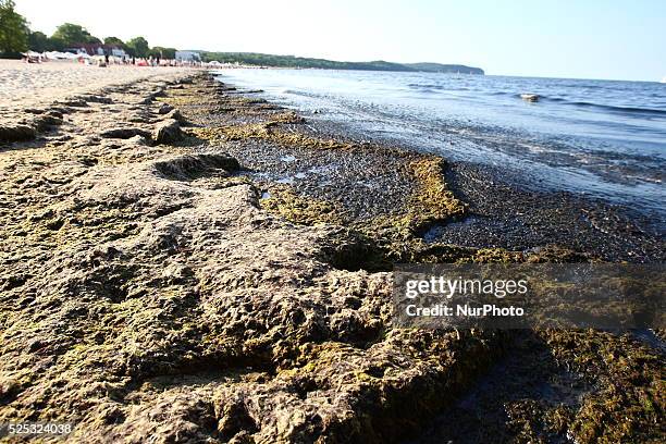 Sopot, Poland 17th, July, 2014 Due to the high temperature and flauta at sea, on the Sopot's Baltic Sea beach blue-green cyanobacteria algae bloomed....