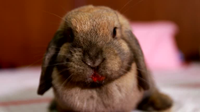 Scsrlet Rabbit The Scarlet Bunny Videos and HD Footage - Getty Images