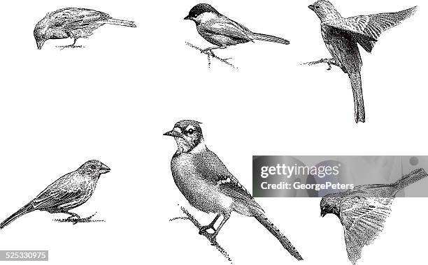 illustrations, cliparts, dessins animés et icônes de des oiseaux - engraving