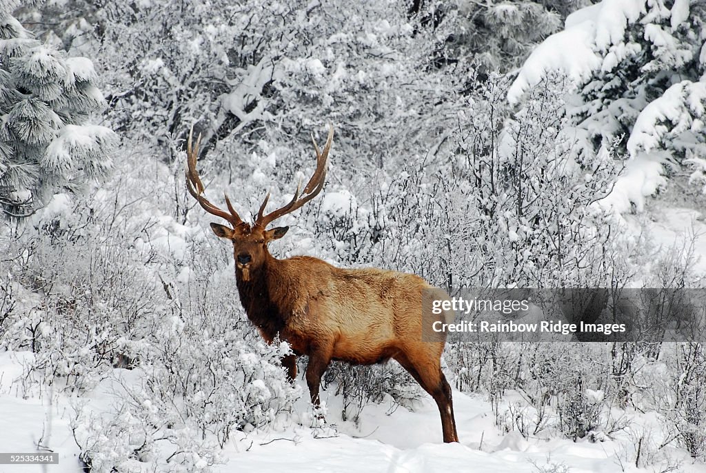 Elk in Winter