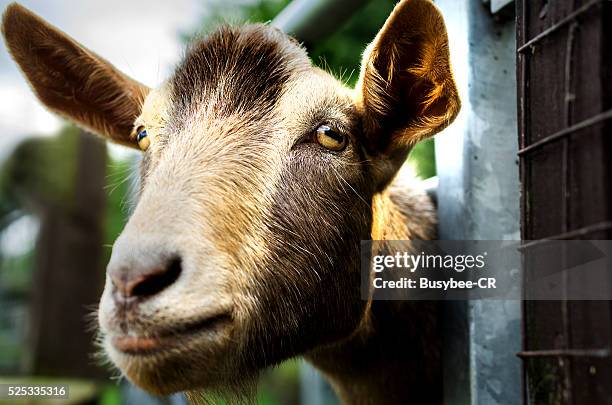 farmyard goat - goat pen stock pictures, royalty-free photos & images