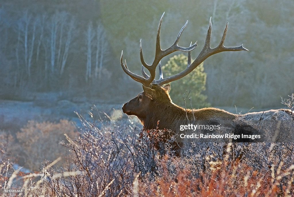 Elk overlook