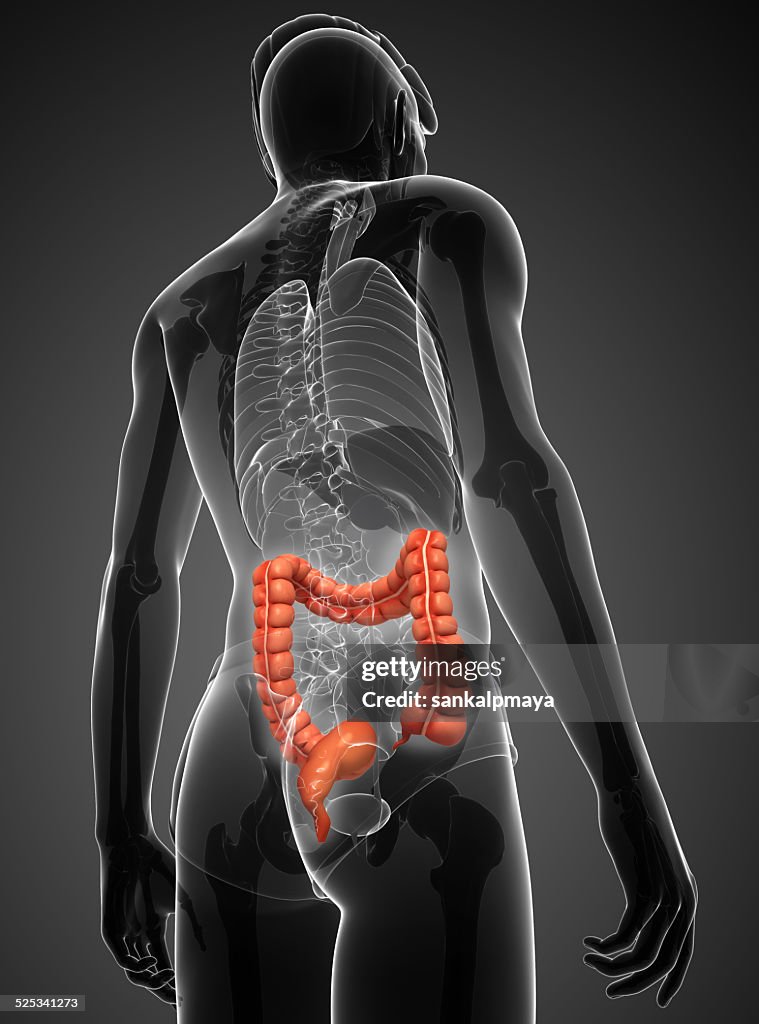 Lower Inntestine Male Large Intestine Anatomy High-Res Stock Photo - Getty Images