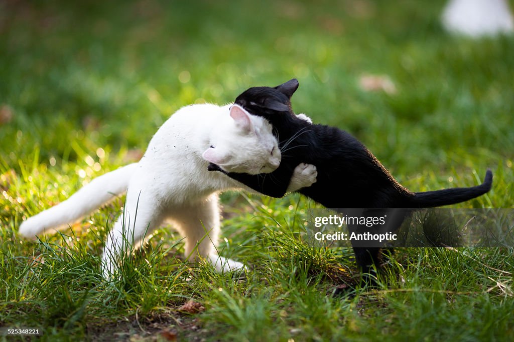 Yin Yang cat fight