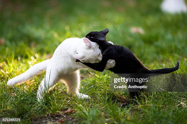 yin yang cat fight - rough housing imagens e fotografias de stock