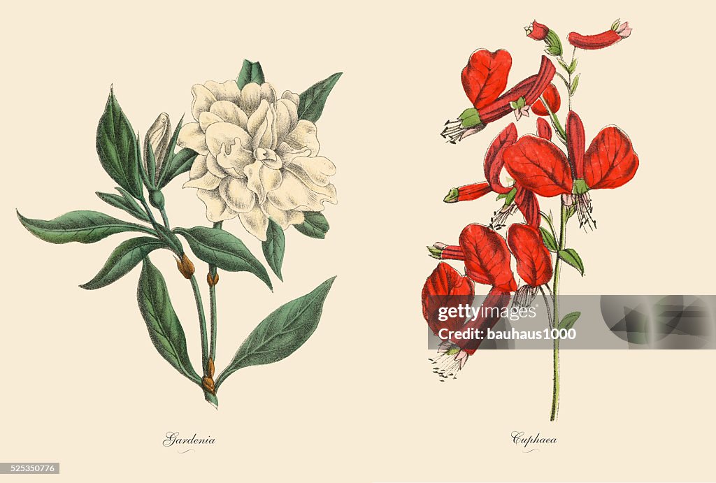 Victorian Botanical Illustration of Cuphaea and Gardenia Plants