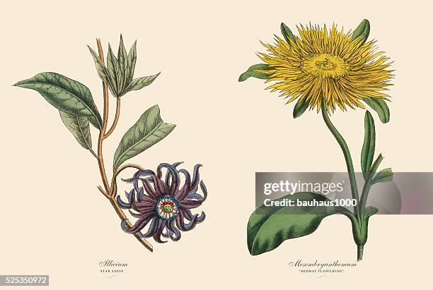 stockillustraties, clipart, cartoons en iconen met victorian botanical illustration of illicium and mesembryanthemum plants - anise plant