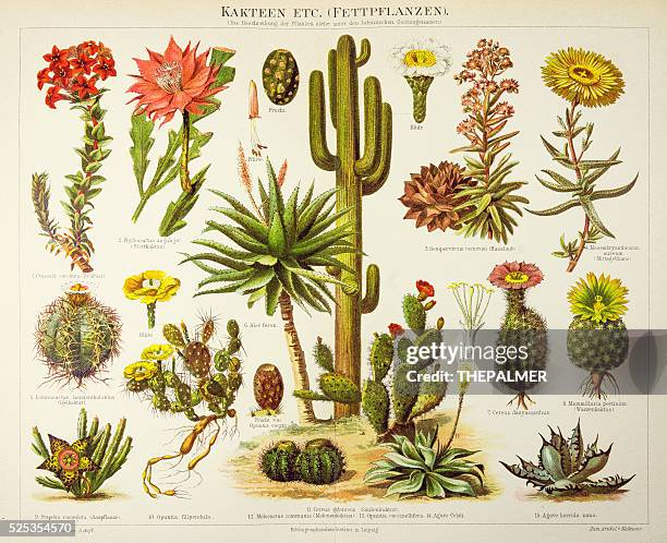 ilustraciones, imágenes clip art, dibujos animados e iconos de stock de cactus grabado 1895 - cacto