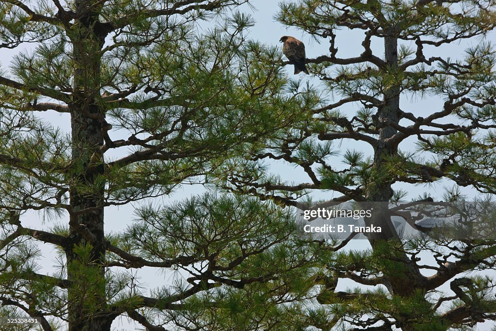 Black-Eared Kite on Lake Biwa, Japan