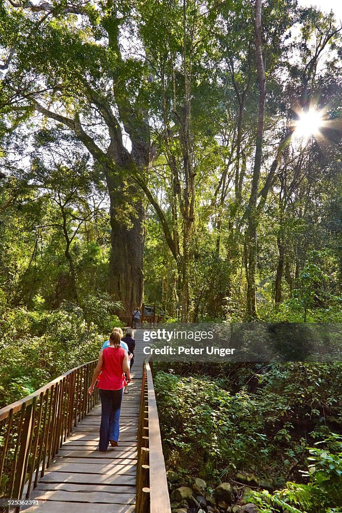 The walkway to The Big Tree at Wilderness