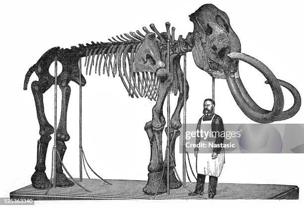 mammoth skeleton (elephas primigenius) - mammoth skeleton stock illustrations