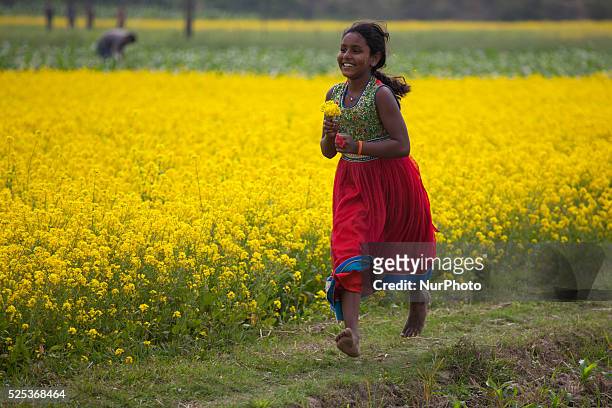 Children playing in mustered field on 2nd January 2015 in Munshigonj, Bangladesh. As winter deepens in this country that lies athwart the Tropic of...