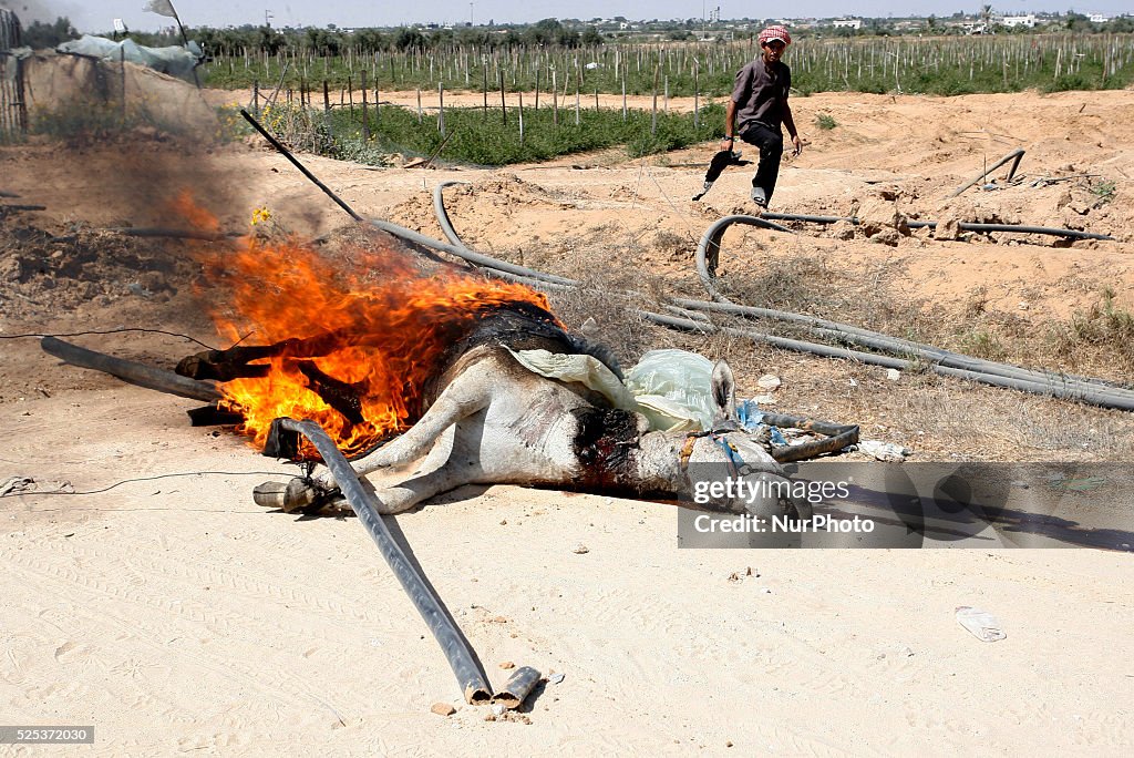 palestinians-burn-the-donkey-who-was-killed-earlier-by-an-israeli-air-strike-in-rafah-in-the.jpg