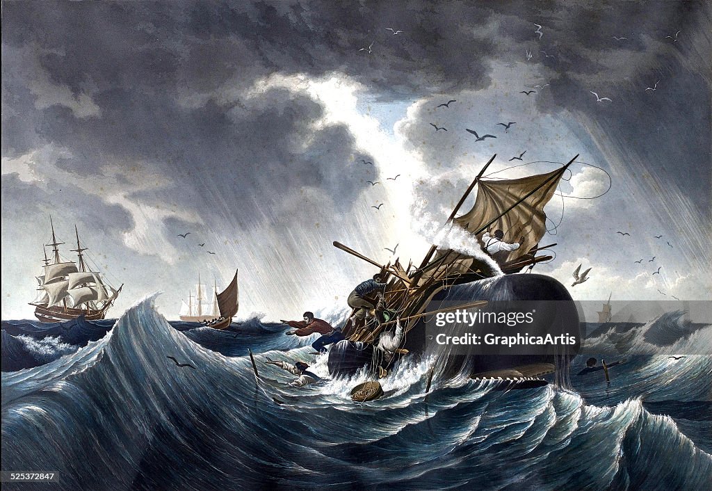 Whale Destroying Whaling Ship