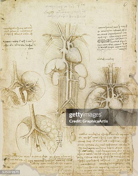 Anatomical drawing of the human heart, lungs, liver and spleen by Leonardo da Vinci; sketch drawn in ink circa 1508. From the Royal Collection,...