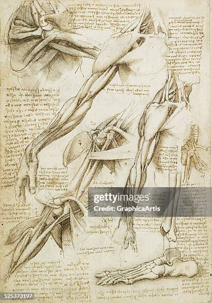 478 Leonardo Da Vinci Anatomy Photos and Premium High Res Pictures - Getty Images 478 Leonardo Da Vinci Anatomy Photos and Premium High Res Pictures - Getty Images