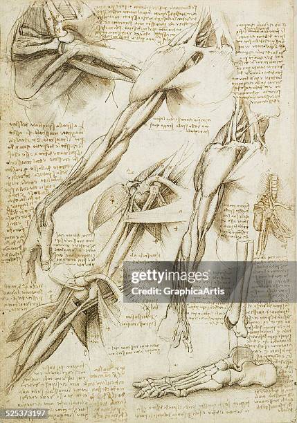 Anatomical drawing of the muscles of the shoulder, arms, and bones of the foot by Leonardo da Vinci; sketch drawn in ink circa 1510-11. From the...