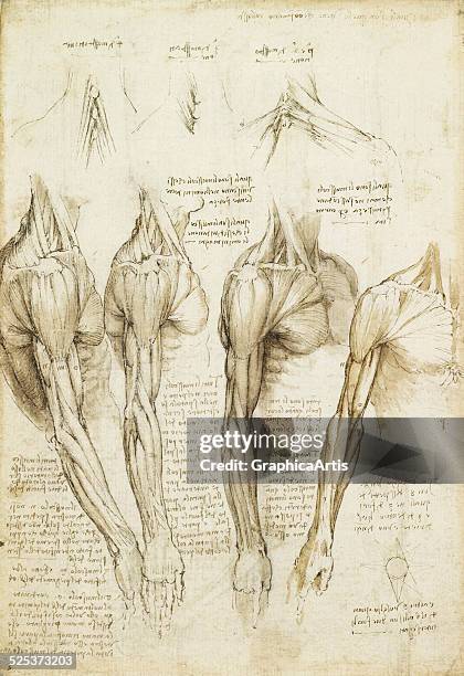 478 Leonardo Da Vinci Anatomy Photos and Premium High Res Pictures - Getty Images 478 Leonardo Da Vinci Anatomy Photos and Premium High Res Pictures - Getty Images