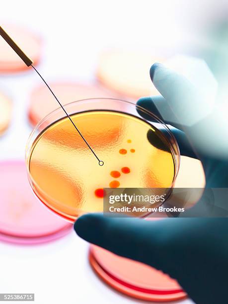close up of male scientist hand inoculating a series of agar plates with bacteria in microbiology lab - scientist at work stock pictures, royalty-free photos & images