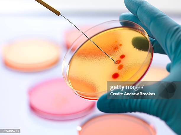 close up of male scientist hand inoculating an agar plates with bacteria in microbiology lab - boîte de pétri photos et images de collection