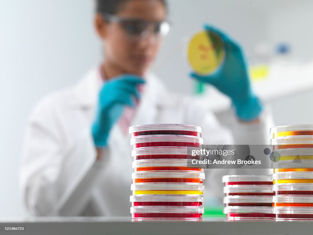 Female scientist examining microbiological cultures in petri dish in microbiology lab