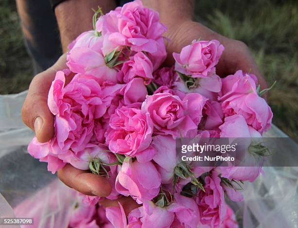 People gather roses in the early morning near the Bulgarian town of Strelcha, some 100 kilometers east of the Bulgarian capital Sofia, Saturday, May...