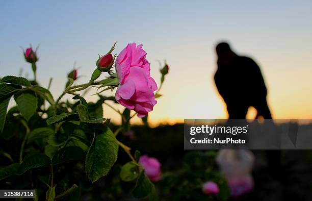 People gather roses in the early morning near the Bulgarian town of Strelcha, some 100 kilometers east of the Bulgarian capital Sofia, Saturday, May...