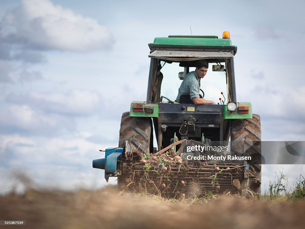 Farmer on tractor harvesting organic potatoes