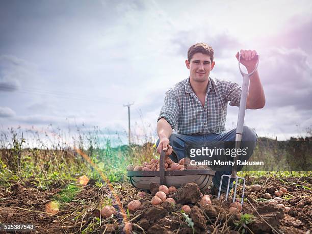 portrait of farmer with basket of organic potatoes - heugabel stock-fotos und bilder