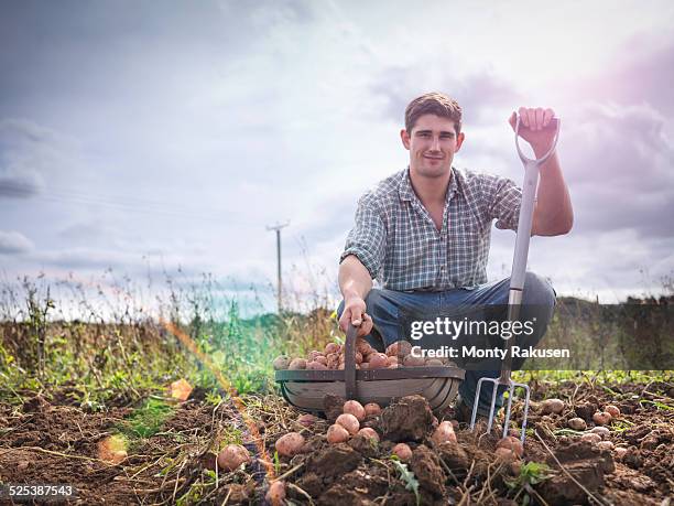 portrait of farmer with basket of organic potatoes - corporate portraits depth of field stockfoto's en -beelden