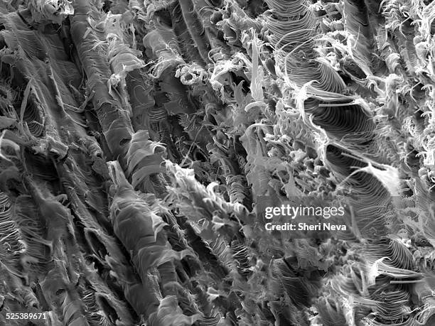 micro structure from a fracture of lacewood, imaged in a scanning electron microscope - microscopia elettronica foto e immagini stock