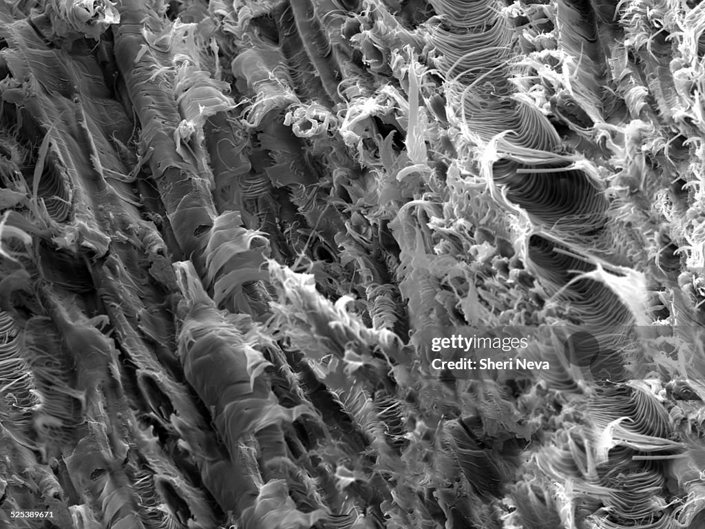 Micro structure from a fracture of Lacewood, imaged in a scanning electron microscope