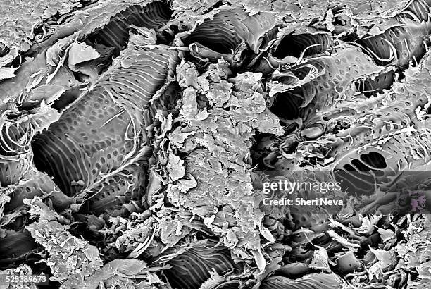 micro structure from a fracture of lacewood, imaged in a scanning electron microscope - elektronenmikroskopische aufnahme stock-fotos und bilder