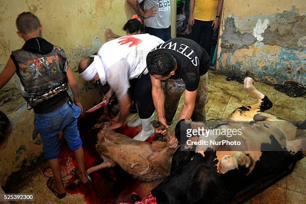 Muslims cutting sheep and cow as offering on Eid al-Adha sacrifice feast day in Cairo, Egypt on September 25, 2015