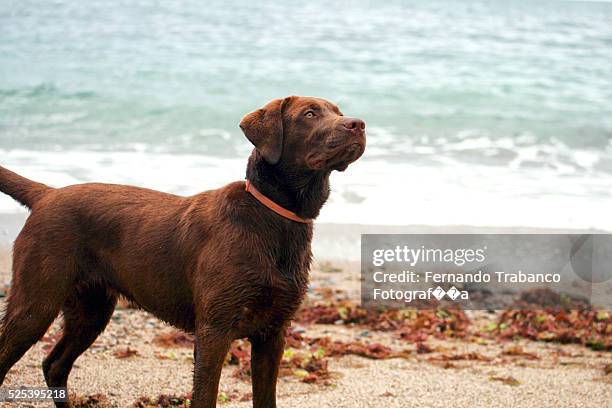 chocolate labrador on the beach - chocolate labrador ストックフォトと画像