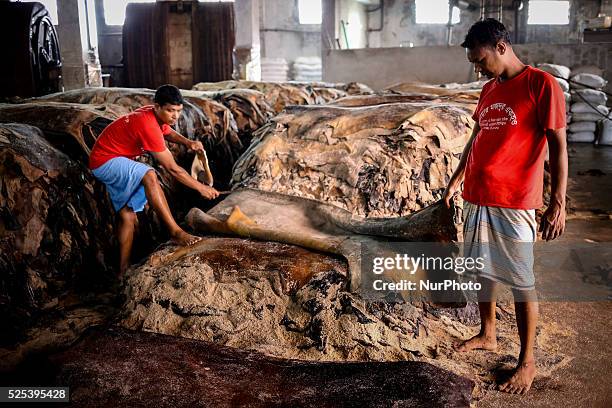 Oct 01, 2015 - Dhaka, Bangladesh - Workers are busy to process cattle skin in Tannery. It's been a week since Eid-Ul-Adha celebrated. Sacrificing...