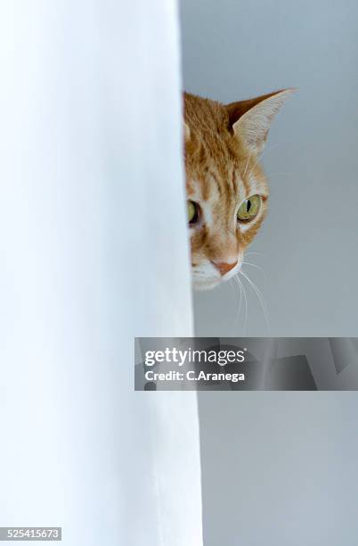 cat looking out the window - camouflaged cat ストックフォトと画像