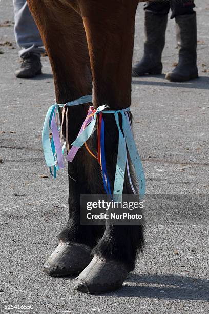 Horse is decorated with ribbons as Bulgarian Roma celebrate Horse Easter in the Fakulteta neighborhood of Sofia on February 28, 2015. Every year on...