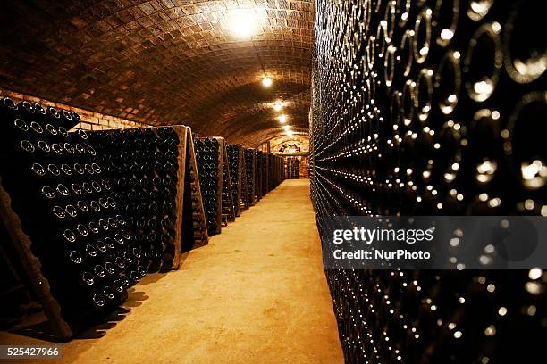 September 07- SPAIN: grape harvest in the catalan town of Sant Sadurni d'Anoia, the largest producer of cava and wine of Catalunya. Bottles of cava....