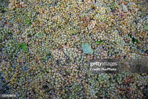 September 07- SPAIN: grape harvest in the catalan town of Sant Sadurni d'Anoia, the largest producer of cava and wine of Catalunya. Photo: Joan Valls...