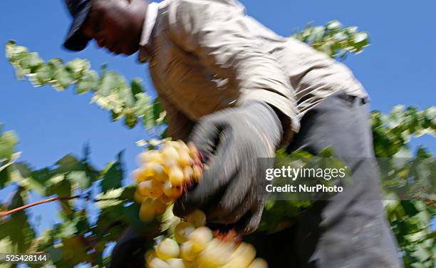 September 07- SPAIN: grape harvest in the catalan town of Sant Sadurni d'Anoia, the largest producer of cava and wine of Catalunya. Photo: Joan Valls...