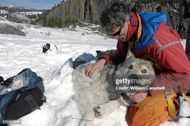Yellowstone Wolf Project leader Doug Smith checks the alpha male of the Leopold Pack after fitting a radio collar. Wolf biologists with the...