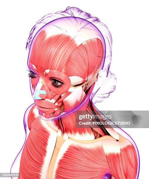 human muscular system, artwork - face looking down stock illustrations
