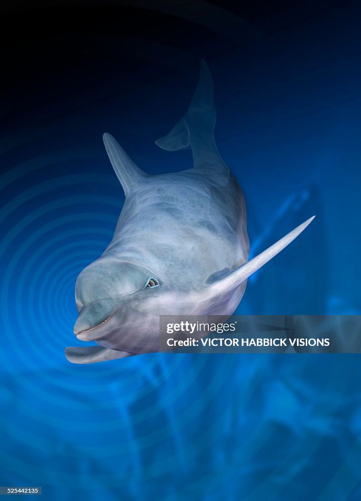 Dolphin using echo location