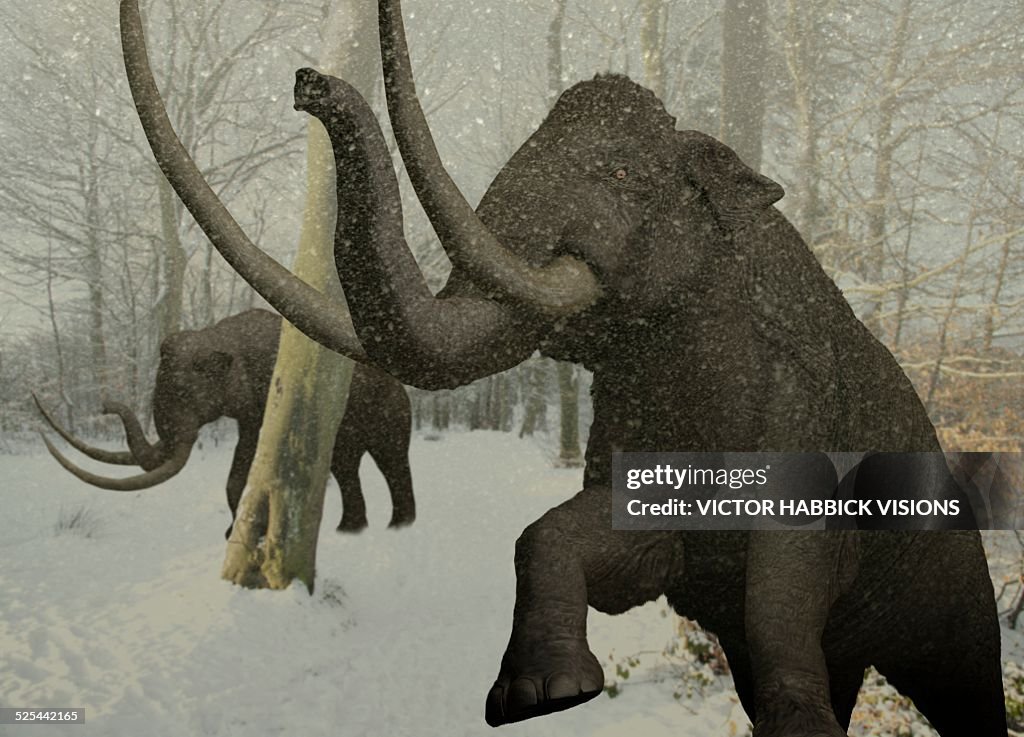 Woolly mammoth in snow