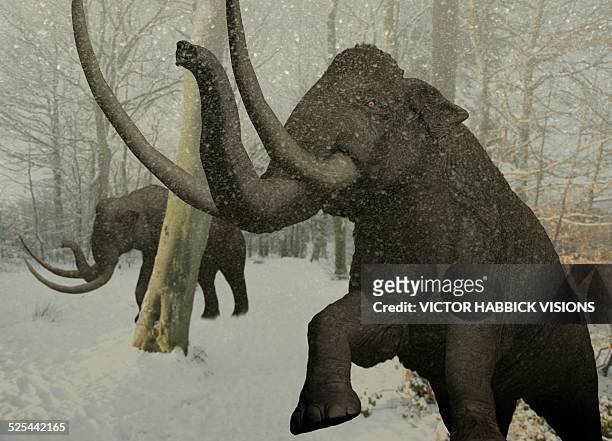 woolly mammoth in snow - woolly mammoth stock illustrations