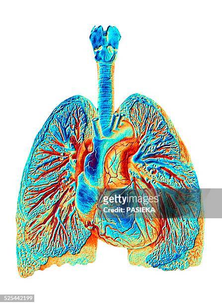 heart and lungs, coloured artwork - cardiopulmonary system stock illustrations