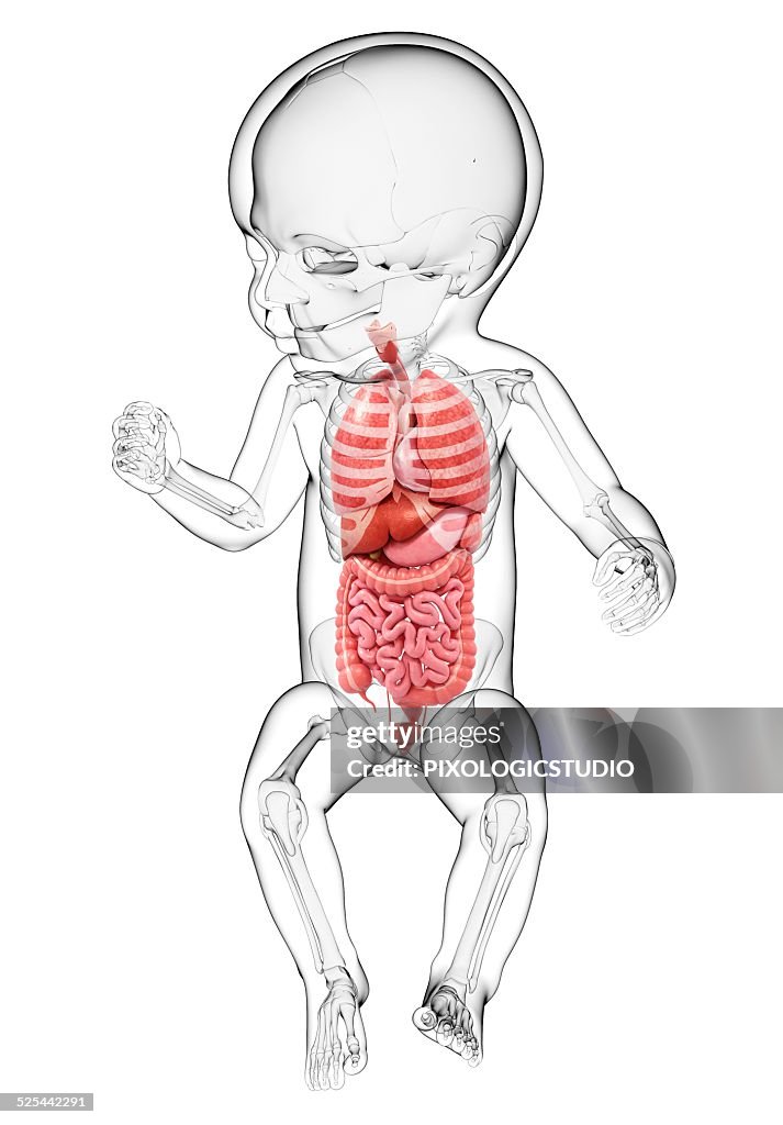 Babys Anatomy Artwork High Biology Diagrams