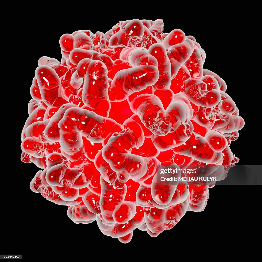 Yellow fever virus, artwork